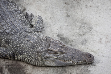 Close up large crocodile is resting on bank at farm, scary tone.