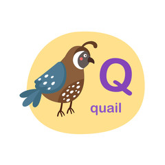 Illustration isolated alphabet letter q-quail vector illustration