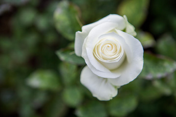white rose top view