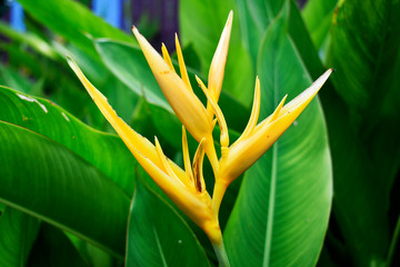 Background; yellow flowers among fresh green leaves growing in small gardens in the house