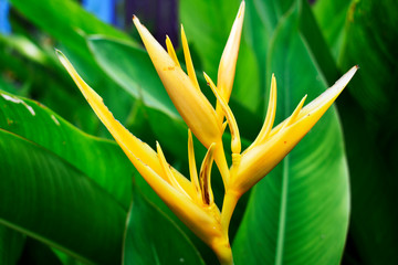 Background; yellow flowers among fresh green leaves growing in small gardens in the house