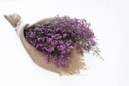 春の花 エリカのブーケ Stock 写真 Adobe Stock