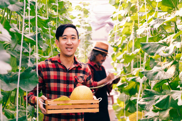 Young happy Asian male farmer smiling while holding a basket of fresh harvested melon on shoulders inside melon planting field
