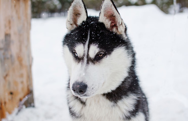 Siberian Husky portrait on snow background