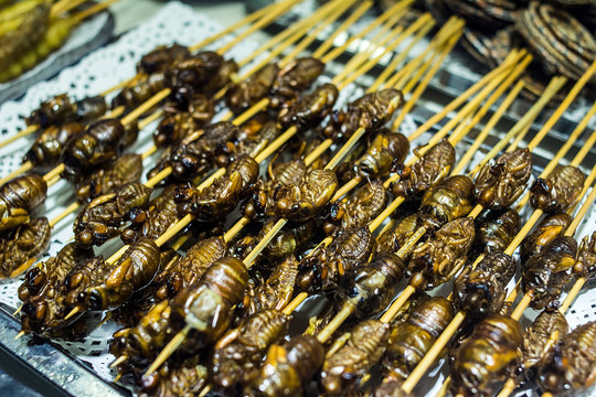 Thai insect feast