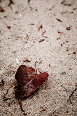 Single leaf on sea sand