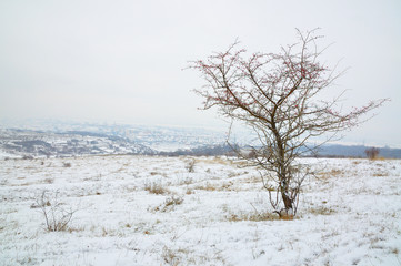 A Small Lonely Tree in Mid-Winter