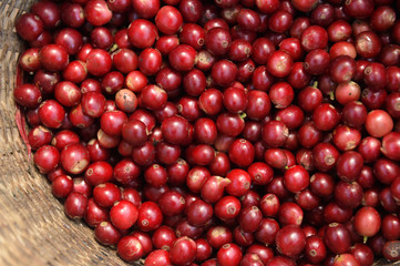 Fresh coffee bean in basket