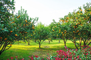 Orange Orchard in Orange Island, Changsha, Hunan