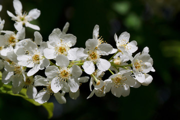 Twig of beautiful bird cherry is growing in a spring garden. Prunus padus.