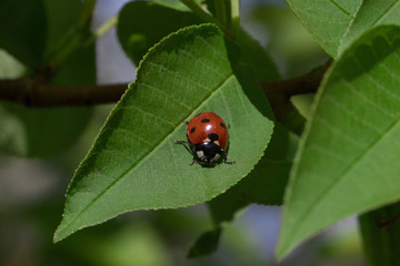 Beautiful ladybug is sitting on a green leaf. Blooming bird cherry.