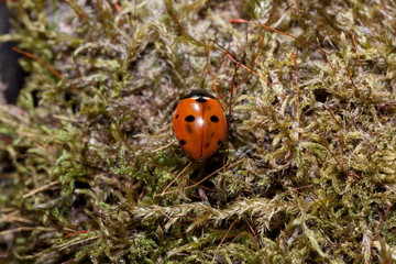 Beautiful ladybug is crawling on a green moss.