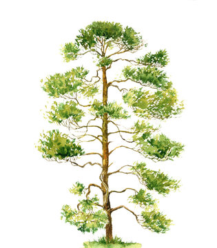 watercolor drawing pine tree