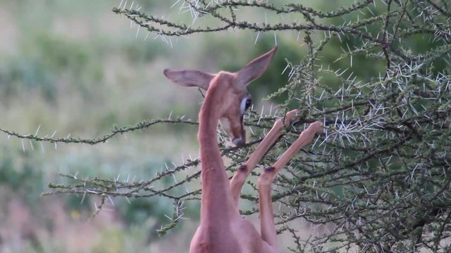 Gerenuk eats from tree in Kenya