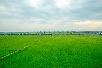 Fototapeta na wymiar thailand green field, Wide angle or top view