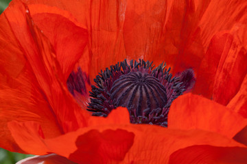 Petals of a beautiful red poppy growing in a spring garden. Close up.
