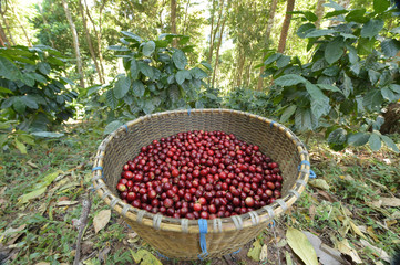 Fresh coffee bean in basket