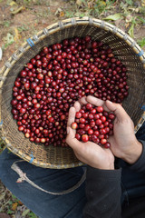  Close up of red berries coffee beans on agriculturist hand