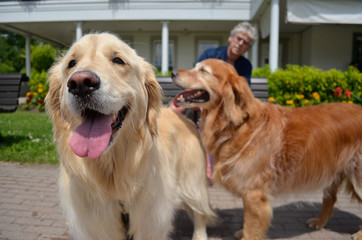 Dos perros paseando con su dueño detras