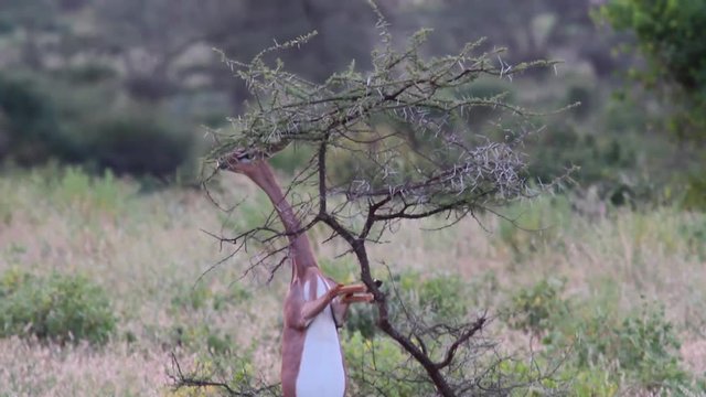 Gerenuk eats from tree in Kenya