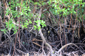 Thickets of mangrove trees. Palawan. Philippines.