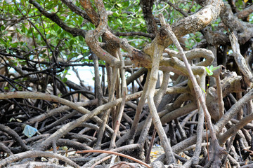 Thickets of mangrove trees. Palawan. Philippines.