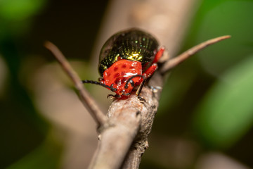 Orange/Red blue Narrow necked Leaf Beetle crawling on a branch, looking at the camera curiously with its antennas up