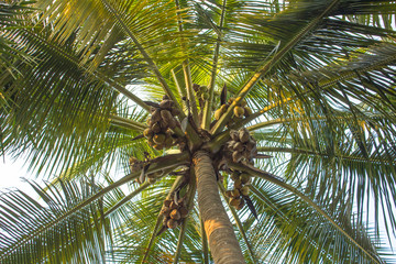 top of green palm with fresh leaves and coconuts