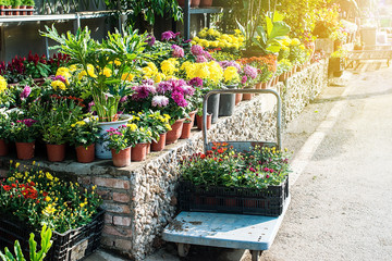 Flowers in the flower market