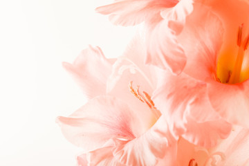 Fototapeta na wymiar gladiolus flowers isolated on white background - Image.