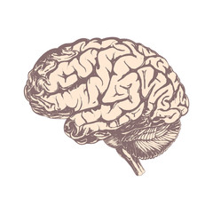 Human brain. Isolated