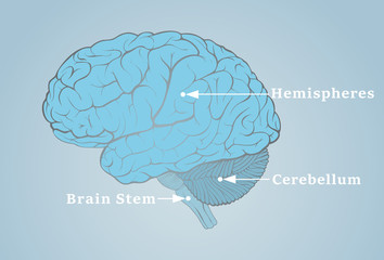 Human brain image with the structures