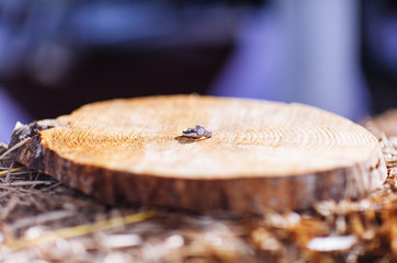 close up of wedding rings on a cut log