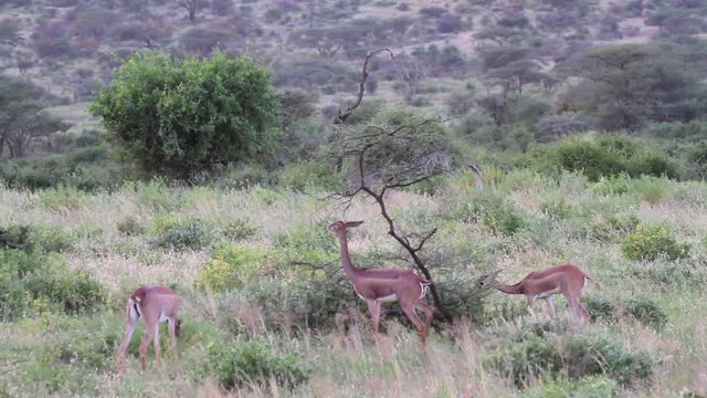 Gerenuk eats from tree in Kenya