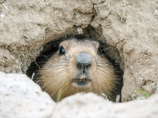 Groundhog gently peeps out of mink, Baikonur, Kazakhstan