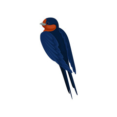 Graceful swallow bird with red plumage around the beak and dark blue wings. back view vector Illustration on a white background