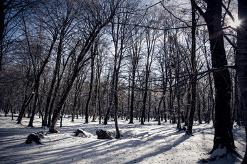 Sunny and snowy forest 