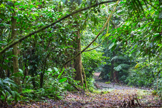 Fototapeta Jungle