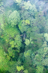 Aerial view of tropical rainforest in fog day