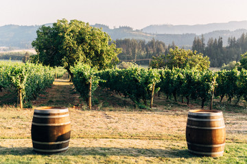 vineyard at sunset with wine barrels