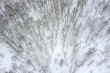aerial view of winter forest. beech trees covered with snow after blizzard