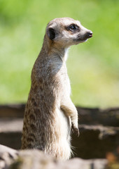 Meerkat - Suricata suricatta