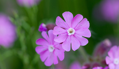 Flower in the summer