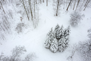 snow covered trees in winter park. aerial view of a winter landscape