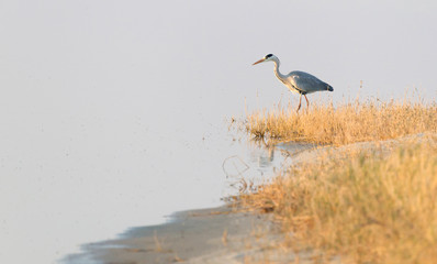 Blue heron hunting in Botswana