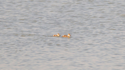 Family of ducks in the Makgadikgadi pans