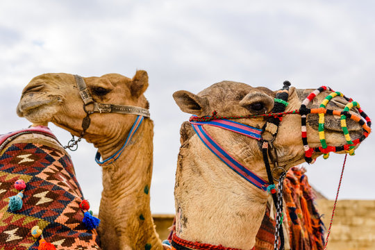 Camels near the great pyramids in Giza, Egypt