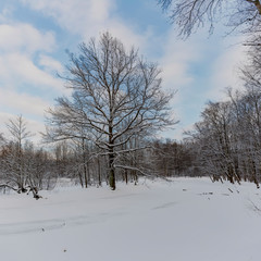 Fototapeta na wymiar Sunny winter day in the forest Park. Everywhere lies bushy white snow.