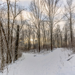 Sunny winter day in the forest Park. Everywhere lies bushy white snow.