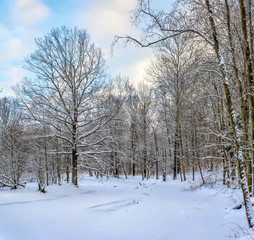 Sunny winter day in the forest Park. Everywhere lies bushy white snow.